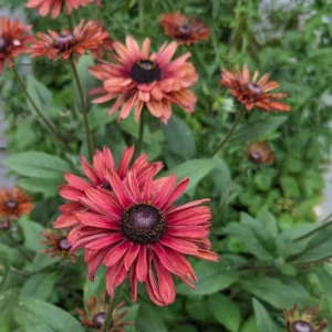 Rudbeckia Sahara Live Plant – 2 Pack Black-Eyed Susan Perennial – 3-6