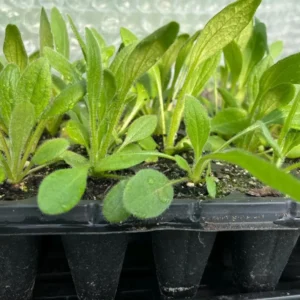 Rudbeckia Sahara Live Plant – 2 Pack Black-Eyed Susan Perennial – 3-6