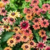 Rudbeckia Sahara Live Plant – 3-6" Tall Plug – Black-Eyed Susan Perennial - Image 1