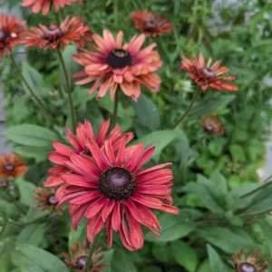 Rudbeckia Sahara Live Plant – 3-6