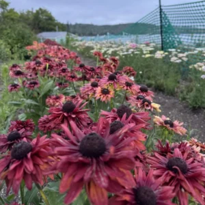 Rudbeckia Sahara Live Plant – 3-6