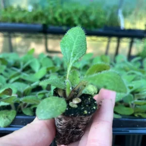 Rudbeckia Sahara Live Plant – 3-6