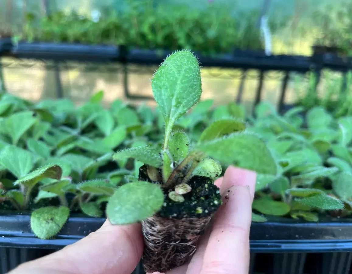 Rudbeckia Sahara Live Plant – 3-6" Tall Plug – Black-Eyed Susan Perennial - Image 5