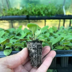 Rudbeckia Sahara Live Plant – 3-6