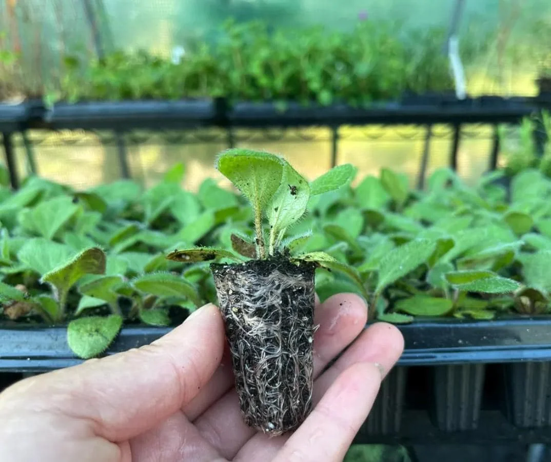 Rudbeckia Sahara Live Plant – 3-6" Tall Plug – Black-Eyed Susan Perennial - Image 6