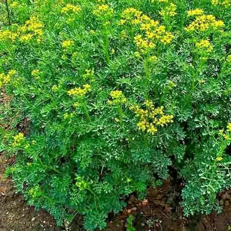 Rue Seeds - 300+ Heirloom Herb Seeds, Pest & Flea Repellent, Medicinal, Perennial, Outdoor - Image 2