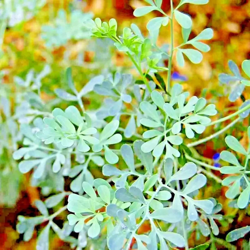 Rue Seeds - 300+ Heirloom Herb Seeds, Pest & Flea Repellent, Medicinal, Perennial, Outdoor - Image 1