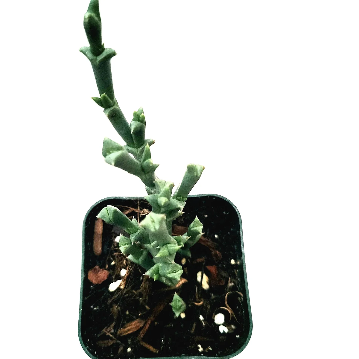 Ruschia uncinata 'Doringvygie' Succulent Live Plant - Drought Tolerant - Image 2