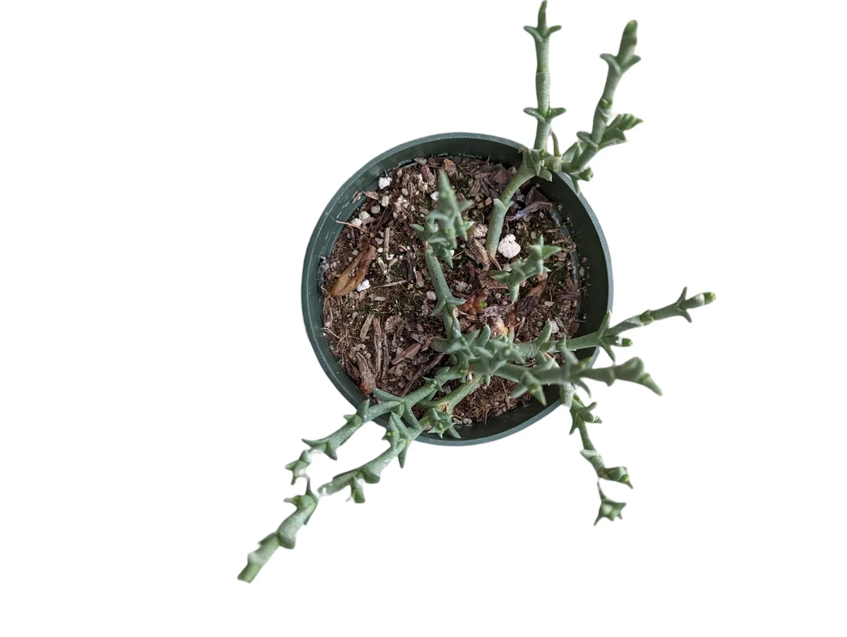 Ruschia uncinata 'Doringvygie' Succulent Live Plant - Drought Tolerant - Image 3