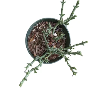 Ruschia uncinata 'Doringvygie' Succulent Live Plant - Drought Tolerant - Image 4