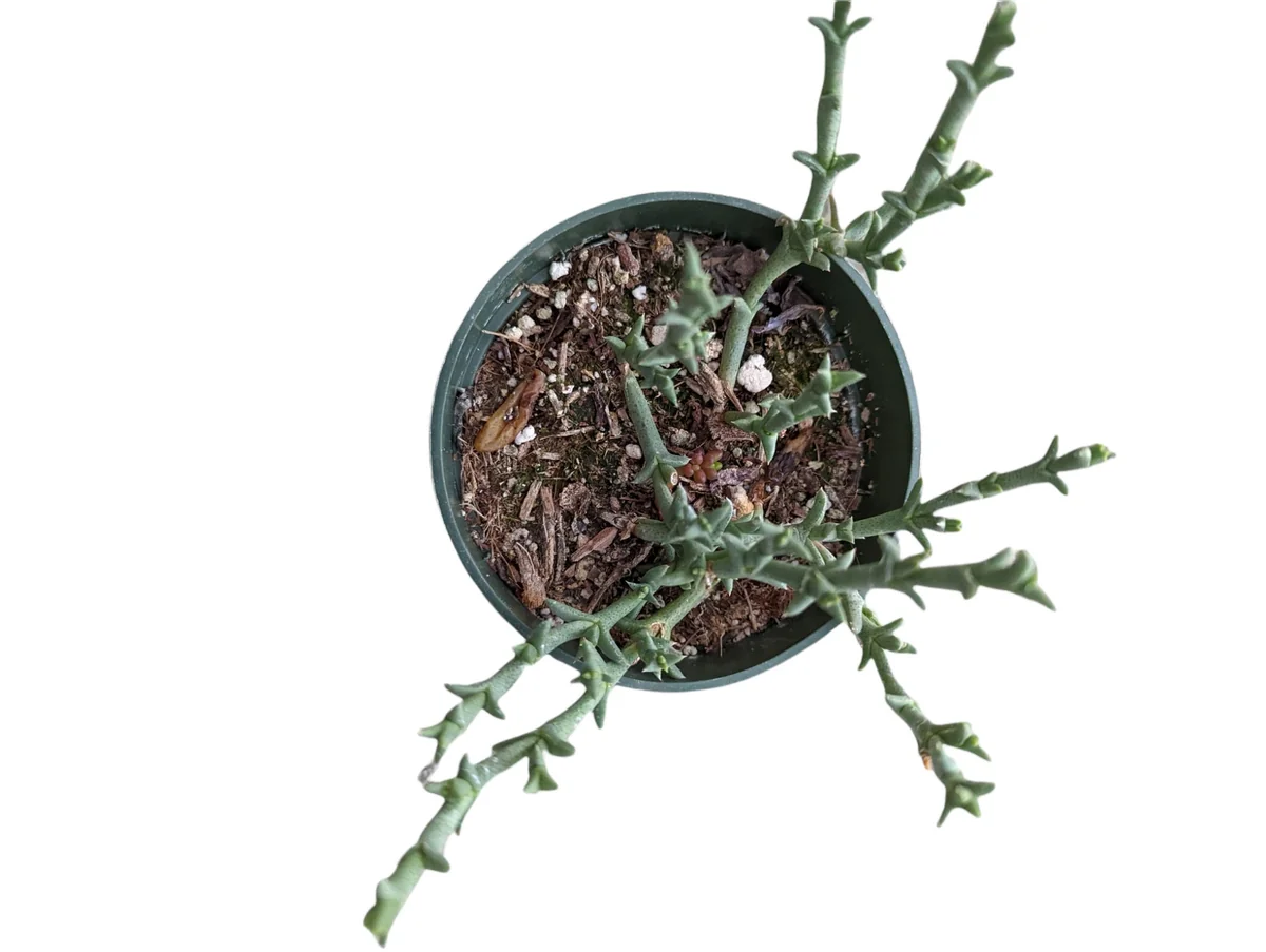 Ruschia uncinata 'Doringvygie' Succulent Live Plant - Drought Tolerant - Image 4