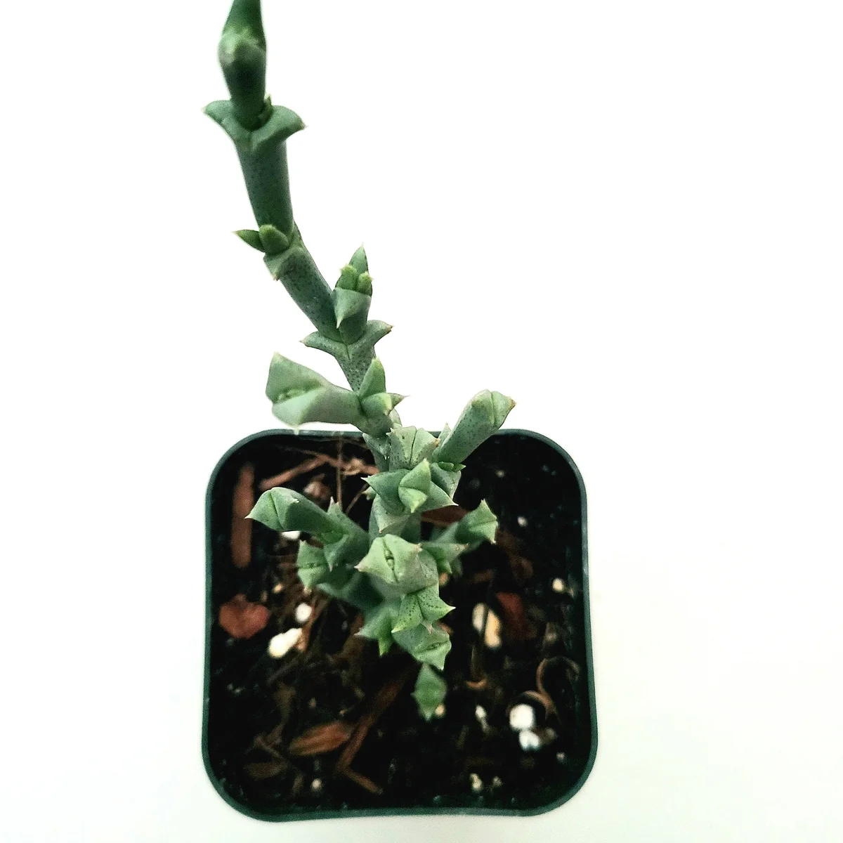 Ruschia uncinata 'Doringvygie' Succulent Live Plant - Drought Tolerant - Image 1