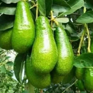 Russell Avocado Live Tree – Grafted Plant – 3 Gallon Pot – Outdoor Fruit Tree - Image 1