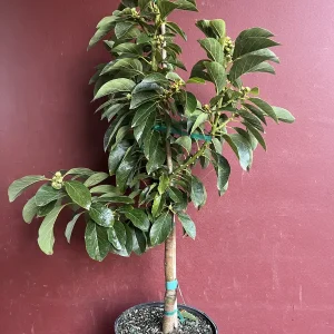 Russell Avocado Live Tree – Grafted Plant – 3 Gallon Pot – Outdoor Fruit Tree - Image 5