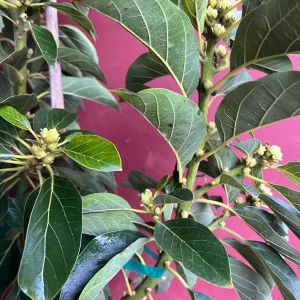 Russell Avocado Live Tree – Grafted Plant – 3 Gallon Pot – Outdoor Fruit Tree - Image 7