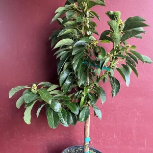 Russell Avocado Live Tree – Grafted Plant – 3 Gallon Pot – Outdoor Fruit Tree - Image 8