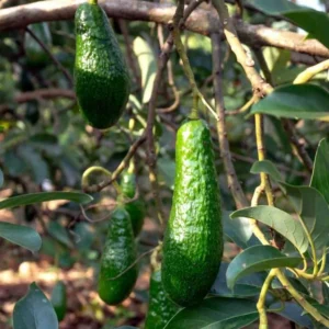 Russell Avocado Tree Live Plant - 3 Gallon Pot - Long Neck Pear Shaped Fruit - Image 2