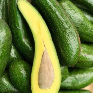 Russell Avocado Tree Live Plant - 3 Gallon Pot - Long Neck Pear Shaped Fruit - Image 4