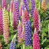 Russell Lupine Flower Seeds - 50+ Mixed Colors Perennial - Outdoor Garden - Image 1