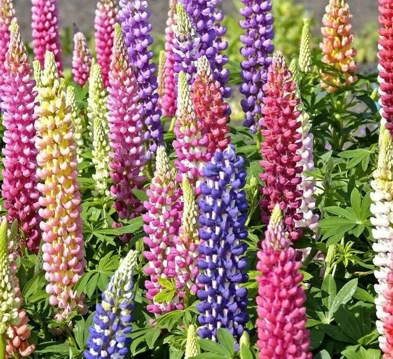 Russell Lupine Flower Seeds - 50+ Mixed Colors Perennial - Outdoor Garden - Image 1