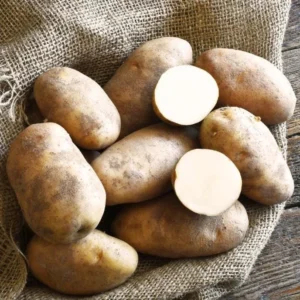 Russet Potato Seeds - 70 True Heirloom Seeds, Grow Your Own Potatoes - Image 2
