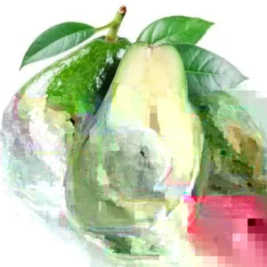 Avocado Live Plant - Fruit Tree, Up to 2 ft Tall, Indoor/Outdoor - Image 3