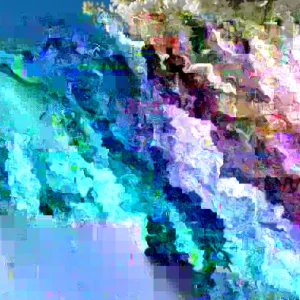 Kentucky Coffee Tree Live Plant - Gymnocladus dioicus - Up to 2 ft Tall Shade Tree Outdoor - Image 1