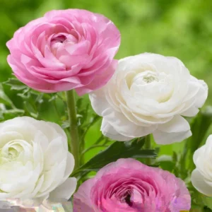 Ranunculus Flower Bulbs 15 Pastel Corms - Buttercup Peony Rose Type - Image 2