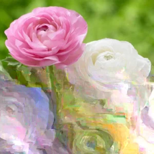 Ranunculus Flower Bulbs 15 Pastel Corms - Buttercup Peony Rose Type - Image 1