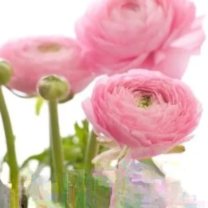 Ranunculus Flower Bulbs 15 Pastel Corms - Buttercup Peony Rose Type - Image 5