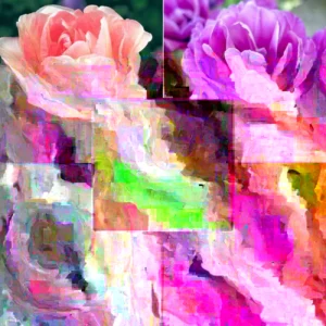 20 Mixed Double Peony Tulip Flower Bulbs - Perennial, Multi-Color - Image 3