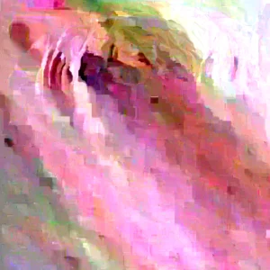 Purple Ranunculus Bulbs - 12 Quality Corms for Planting - Perennial Flower - Image 1