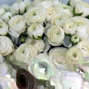 15 White Ranunculus Flower Bulbs - Peony Rose Corms, Buttercup Type for Gardens & Weddings - Image 1