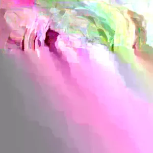 Purple Ranunculus Bulbs - 30 Quality Corms for Planting - Indoor & Outdoor Flowers - Image 5