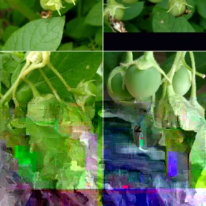 50 Organic Russet Yellow True Potato Seeds - Mix Potatoes Berry USA - Image 2