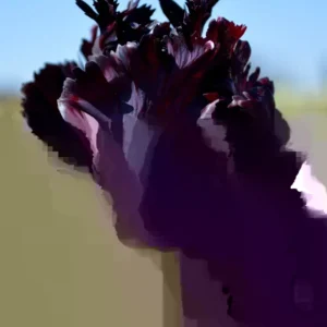 Black Parrot Tulip Bulbs - 10 Count Unique Flowers Spring Garden - Image 5