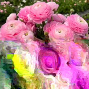 Pink Ranunculus Flower Bulbs - 15 Corms, Peony Rose Buttercup Type, Perennial - Image 3