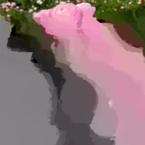 Pink Ranunculus Flower Bulbs - 15 Corms, Peony Rose Buttercup Type, Perennial - Image 4