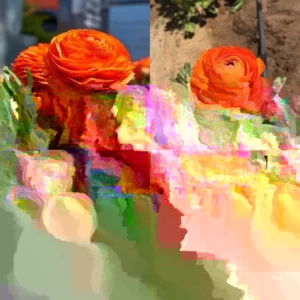 Ranunculus Flower Bulbs - 16 Orange Picotee Corms for Garden & Wedding - Image 5