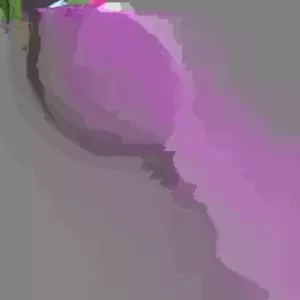 Ranunculus Purple Pink Mix Flower Bulbs - 20 Corms, Perennial, Indoor/Outdoor - Image 4