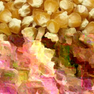 Golden Bantam Organic Sweet Corn Seeds - Heirloom, Non-GMO - 200 Seeds - Image 4