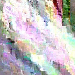 Bloody Butcher Red Corn Seeds - Heirloom Organic, High Protein, 100 Seeds - Image 3