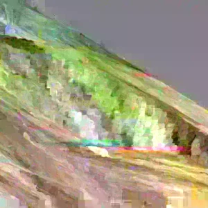 50 Golden Bantam Sweet Corn Seeds - Organic Heirloom Non-GMO for Planting - Image 3