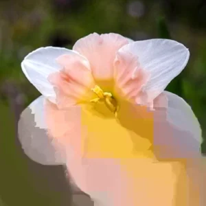 Butterfly Double Mixed Daffodil Bulbs - 5 Pack, Multicolor, Perennial, Full/Partial Sun - Image 2