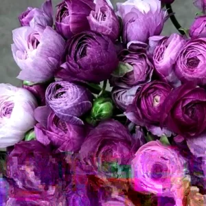 Purple Ranunculus Flower Bulbs - 15 Corms, Peony Rose Buttercup Type for Garden - Image 1