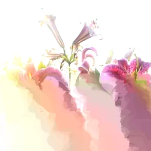 3 Stargazer Oriental Lily Bulbs - Pink & White Fragrant Flowers for Butterfly Garden - Image 5