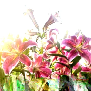 3 Stargazer Oriental Lily Bulbs - Pink & White Fragrant Flowers for Butterfly Garden - Image 4