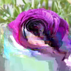 Purple Ranunculus Bulbs - 14 Corms for Garden & Wedding Flowers - Image 3