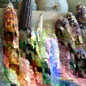 Heirloom Corn Seeds - 200 Native American Organic Decorative Flour, Non-GMO - Image 4