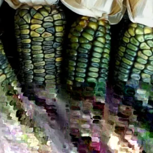 300 Oaxacan Green Corn Seeds - Historic Heirloom Three Sisters American Indian - Image 4
